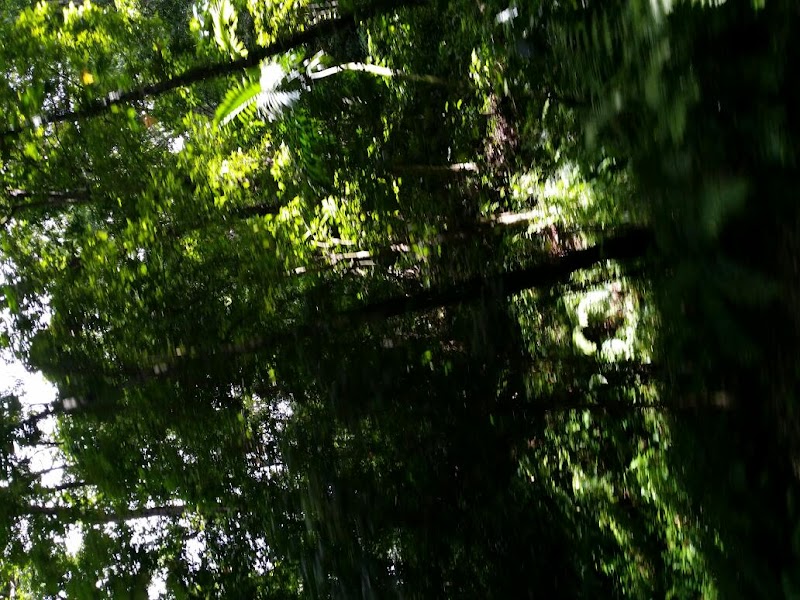 Fern Gully